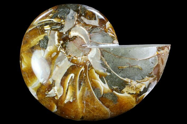 Polished Fossil Nautiloid (Cymatoceras) - Madagascar #122419
